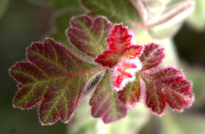 Closeup of new leaf growth on <em>Rhus trilobata</em> bush.
