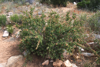 Overview of <em>Rhus trilobata</em> bush.
