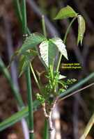 <em>Toxicodendron rydbergii</em> newly emerging leaves and the beginnings berry clusters.
