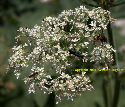 Close-up of cow parsnip or pushkie, <em>Heracleum maximum</em>, flowers.

