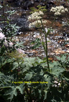 Overview of Cow parsnip or pushkie, <em>Heracleum maximum</em>.

