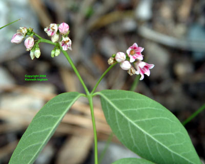 Overview of Indian hemp flowers, <em>Apocynum cannabinum</em>. 
