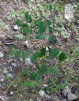 Overview of Indian hemp, <em>Apocynum cannabinum</em>. 
