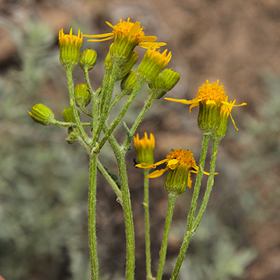 Overview of the upper part of the plant (<em>Packera fendleri</em>.