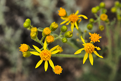 Closeup of the flowers of (<em>Packera fendleri</em>.