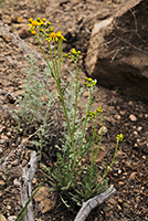 Overview of the notchleaf groundsel (<em>Packera fendleri</em>, formerly called <em>Senecio fendleri</em>).