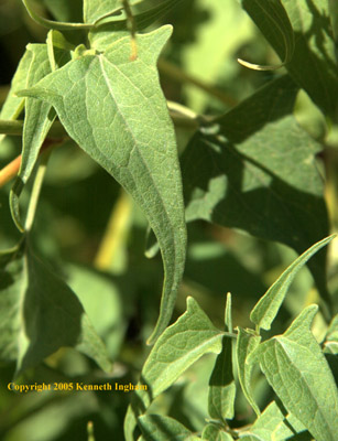 Overview of taperleaf triangular leaf with taper tail, <em>Pericome caudata</em>.

