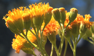 Taperleaf phyllaries, <em>Pericome caudata</em>.

