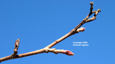 Close-up of <em>Alnus oblongifolia</em> buds.
