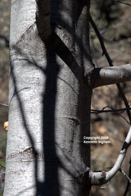 Bark of <em>Alnus oblongifolia</em>.
