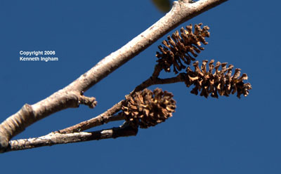 This substantial tree, <em>Alnus oblongifolia</em>, was common along the streams of the area around Kingston, NM.  The tiny cones pictured here are characteristic and the easiest feature to use in identification.
