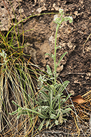 Overview of <em>Cryptantha crassisepala</em>, commonly called hidden flower or thick sepal cats eye.



