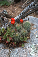 Claret cup cactus