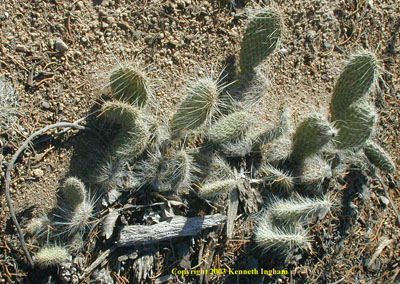 Overview of a species of prickly pear cactus, <em>Opuntia</em> sp. from Bandelier National Monument.


