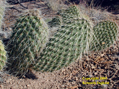 Close-up of the spines and pads of a species of prickly pear cactus, <em>Opuntia</em> sp. from Bandelier National Monument.


