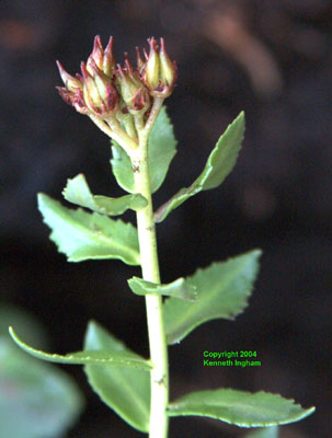 Close-up of flowers of King's crown, <em>Sedum integrifolium</em>. 

