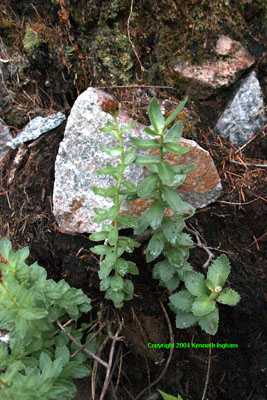 Overview of King's crown, <em>Sedum integrifolium</em>. 

