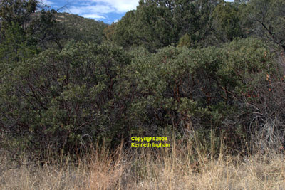 Overview of <em>Arctostaphylos pungens</em>, pointleaf manzanita.
