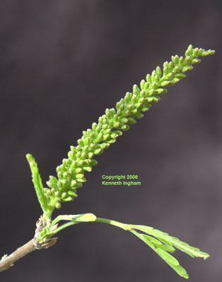 Newly emerging inflorescence of honey mesquite, <em>Prosopis glandulosa</em>.
