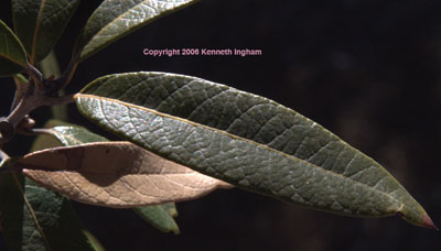 Close-up of <em>Querrcus hypoleucoides</em> leaves, from a hike on Gila National Forest road 157S, photographed on 4 January 2007.

