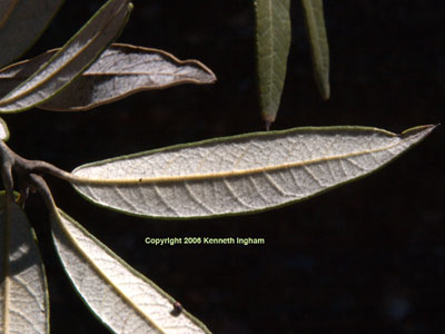 Close-up of <em>Querrcus hypoleucoides</em> leaf backs, from a hike on Gila National Forest road 157S, photographed on 4 January 2007. 

