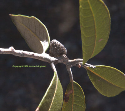 Close-up of an acorn cup of <em>Querrcus hypoleucoides</em>.
  

