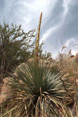 Overview of common sotol showing a new bloom stalk <em>Dasylirion wheeleri</em>.