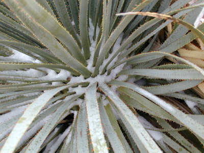 Closeup of leave margins of the common sotol <em>Dasylirion wheeleri</em>.