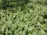 Overview of Star (False) Solomon's Seal, <em>Maianthemum stellatum</em>.  

