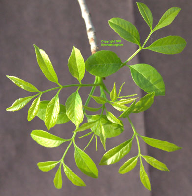 Leaves of <em>Fraxinus velutina</em>.
