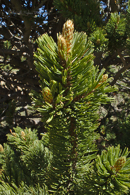This photo illustrates why <em>Pinus aristata</em> is commonly called foxtail as its needles resemble a fox’s bushy tail.



