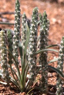 Overview of flowers of the woolly plantain <em>Plantago patagonica</em>.