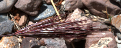 Closeup of red brome grass <em>Bromus rubens</em> seed head.