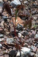 Overview of red brome grass (a.k.a. foxtail chess) <em>Bromus rubens</em>.