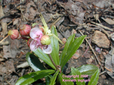 Overview of flowers of pipsissewa, Chimaphila umbellata. 
