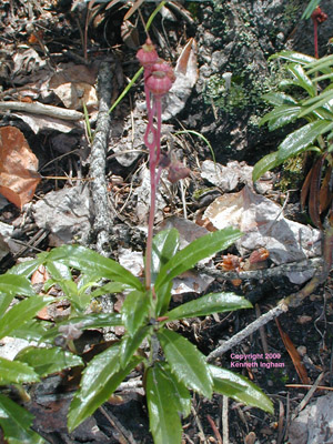 Overview of a pipsissewa, Chimaphila umbellata. 
