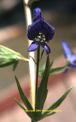 Close-up of a monkshood, <em>Aconitum columbianum</em> flower.

