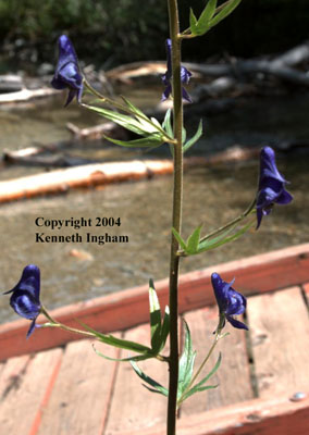 Side view of monkshood, <em>Aconitum columbianum</em> flowers.

