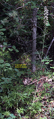 Overview of Wahatoya Creek larkspur or robust larkspur, D. robustum.
