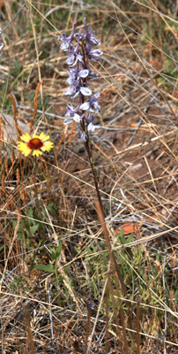 Overview of the Organ Mt. larkspur, <em>Delphinium wootonii</em>.