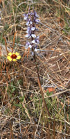 Overview of the Organ Mt. larkspur, <em>Delphinium wootonii</em>.