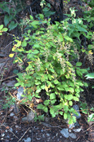 Overview of mountain spray or rock spirea, <em>Holodiscus dumosus</em>.