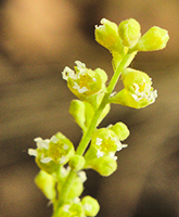 Greenish-white flowers of <em>Heuchera parvifolia</em>.

