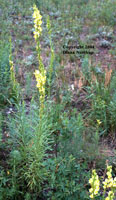 Overview of butter and eggs, <em>Linaria vulgaris</em>.

