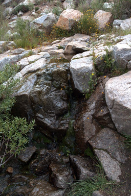 Overview of the spotted monkey flower, <em>Mimulus guttatus</em>, showing its association with a nearby small stream.