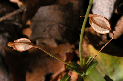 Overview of the spotted monkey flower, <em>Mimulus guttatus</em>, showing its association with a nearby small stream.