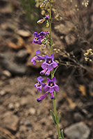 Images of the flowers of <em>Penstemon secundiflorus</em>.