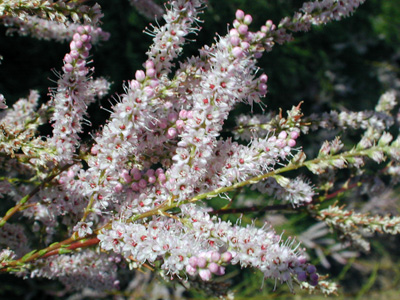 Closeup of flowers of saltcellar, <em>Tamarix ramosissima Ledeb.</em>.