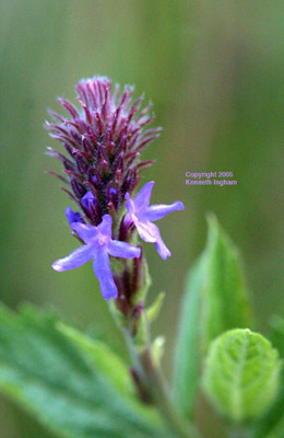 Close-up of a flower of Spike verbena, Verbena macdougalii.

