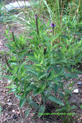 Overview of a Spike verbena, Verbena macdougalii.

